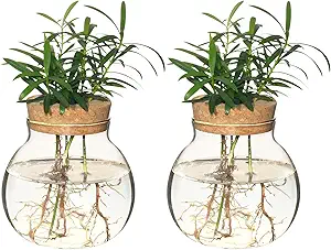 propagation vases for plants