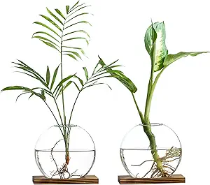 glass planters for indoor plants