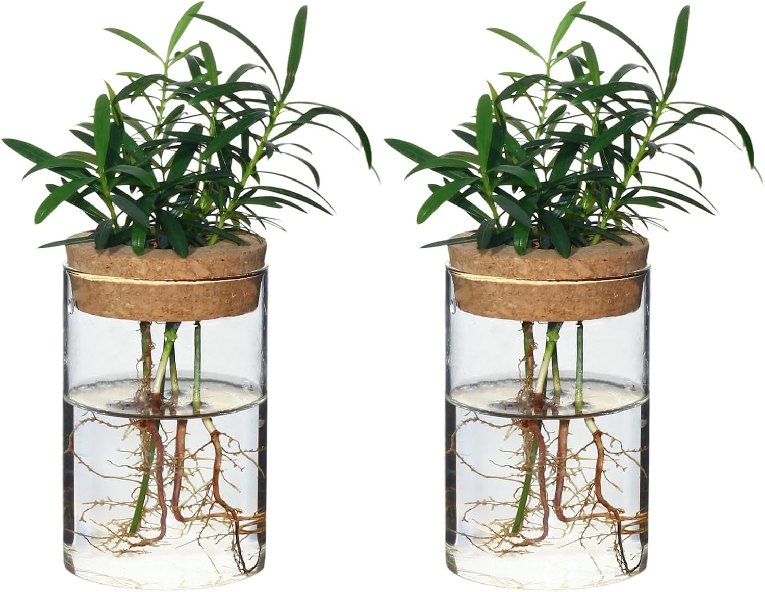Separated Desktop Glass Flower Vases – Ideal Plants Propagation Stations for Living Room, Bedroom Decoration,Home Decor (2)