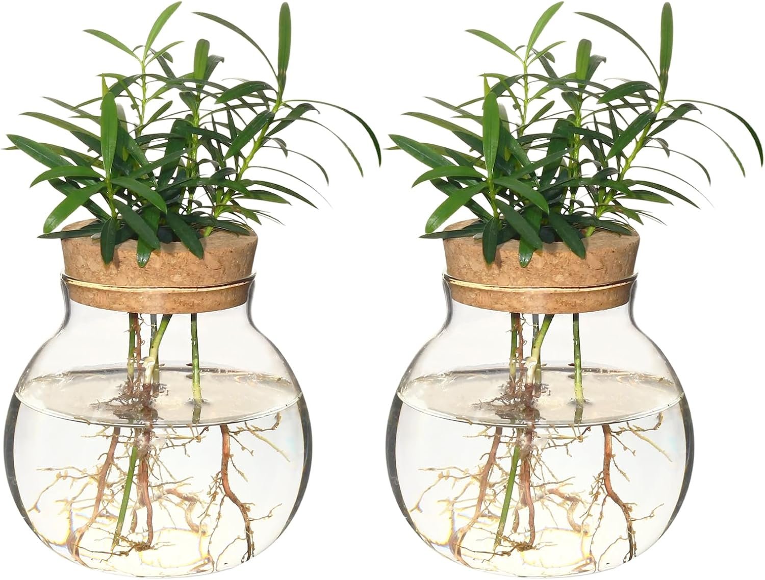 Plant Propagation Station,Hydroponic Terrarium Vase,Desktop Glass Planter Station,for Houses,Garden Decorations,ropagating Hydroponic Plants,Centerpiece Office,Home Garden Decor (2)
